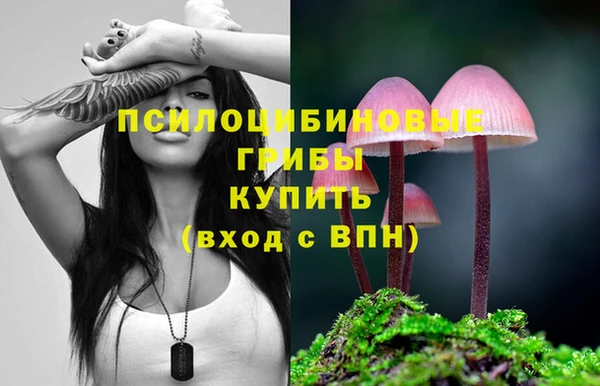 сатива Сясьстрой